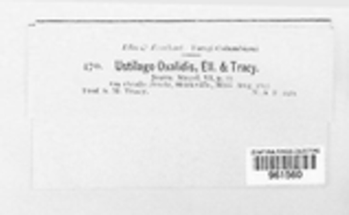 Thecaphora oxalidis image